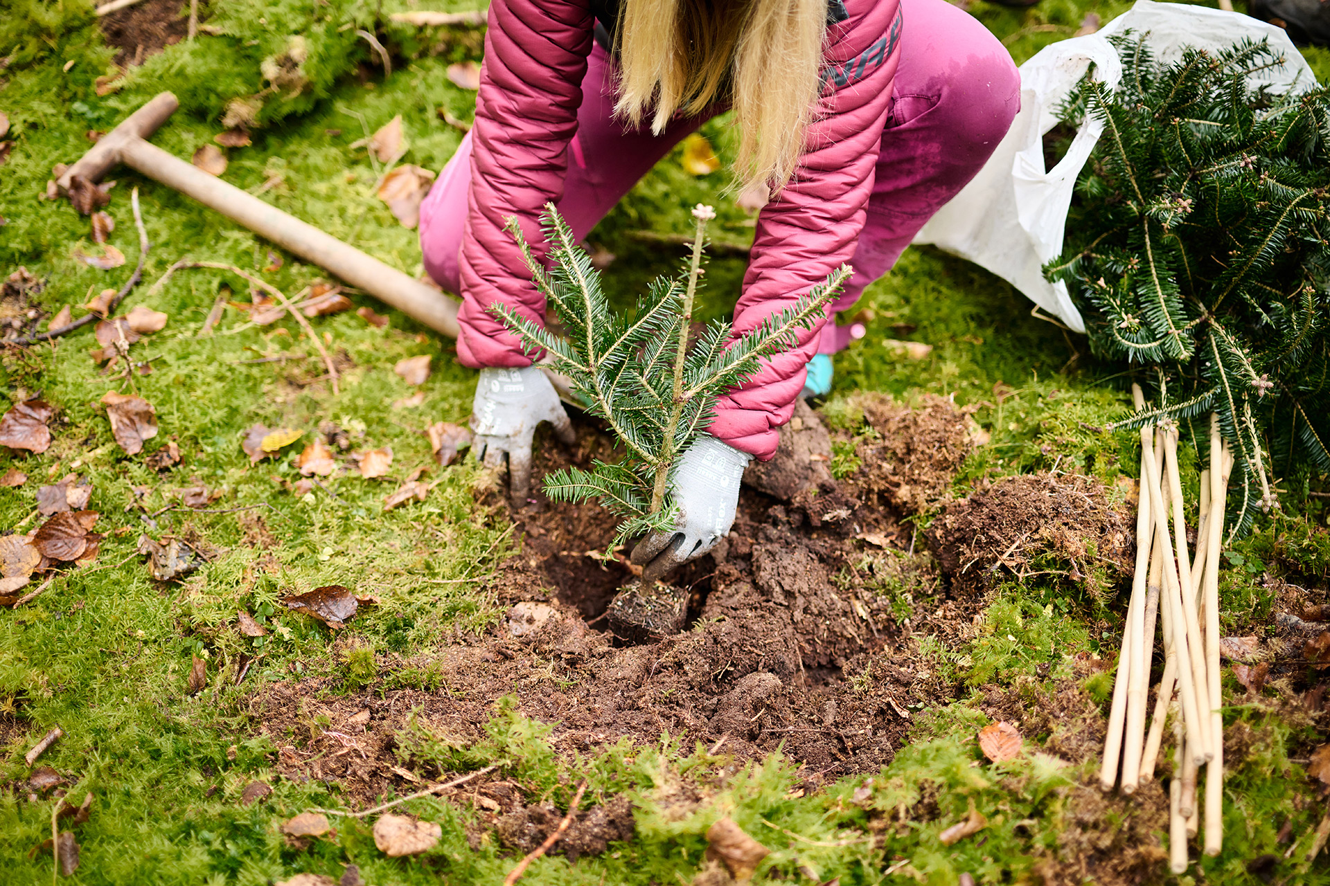 Team building Bäume pflanzen